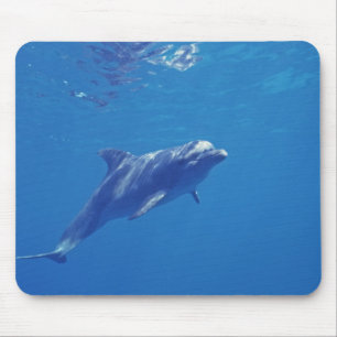 Tapis De Souris Mexique, Cozumel. Grand dauphin