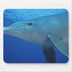 Tapis De Souris Mexique, Cozumel. Grand dauphin, Tursiops 4
