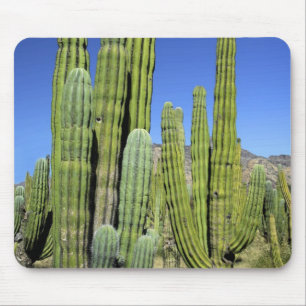 Tapis De Souris Mexique, Sonora, San Carlos. Saguaro & Organ Pipe