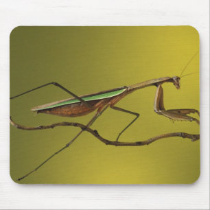 Tapis De Souris Michigan, Rochester Hills. Mante religieuse