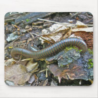 Mille-pattes (Narceus américanus) Mousepad