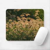 Tapis De Souris Millet sauvage (Panicum Sp.) Cultivation En Mer (Avec souris)