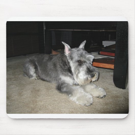 Tapis De Souris Mini_Schnauzer pose (Devant)