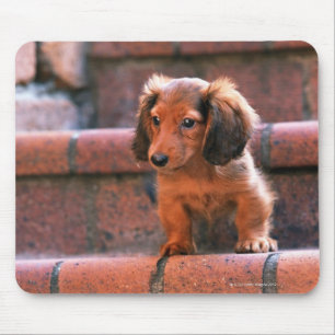Tapis De Souris Miniature Dachshund