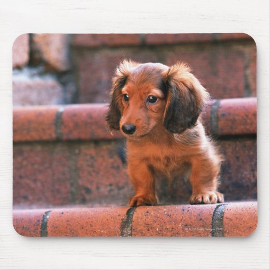 Tapis De Souris Miniature Dachshund (Devant)