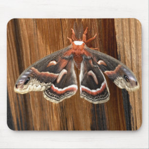 Tapis De Souris Mite de cecropia de Hyalophora