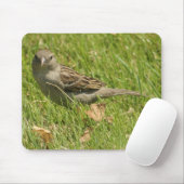Tapis De Souris moineau (Avec souris)