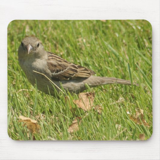 Tapis De Souris moineau (Devant)