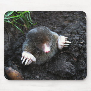 Tapis De Souris Mole