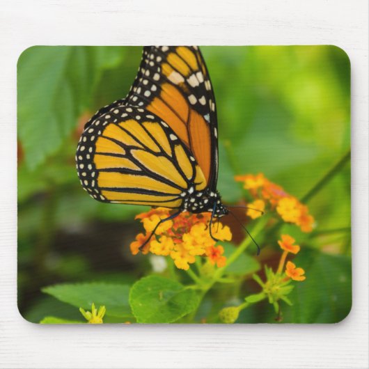 Tapis De Souris Monarque Sur Lantana (Devant)