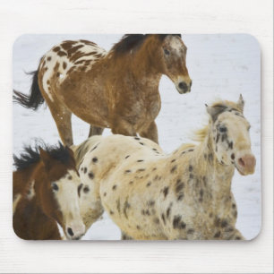 Tapis De Souris Montagnes Big Horn, Chevaux courant dans la neige