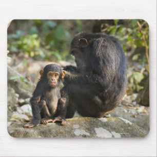 Tapis De Souris Montagnes parc national, Tanzanie de Mahale