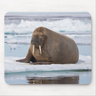 Tapis De Souris Morse se reposant sur la glace, Norvège