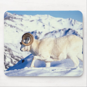 Tapis De Souris mouflon de Dall, Ovis dalli, bélier à cornes recou