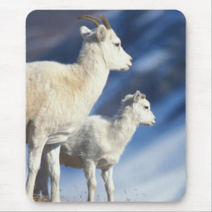 Tapis De Souris mouflon de Dall, Ovis dalli, brebis et agneau