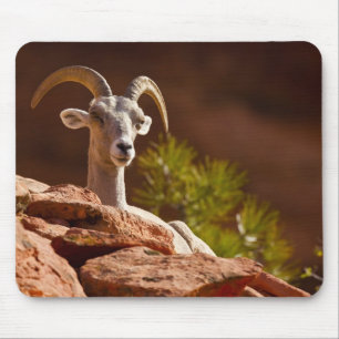 Tapis De Souris Mouflon du désert (Ovis canadensis nelsoni).