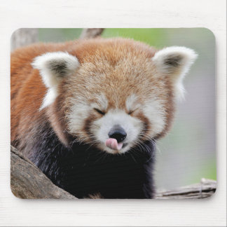 Tapis De Souris Mouse Pad Photo red panda , animals 0393.
