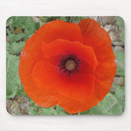 Tapis De Souris Mouse PAD. Poppy (Coquelicot) (Devant)