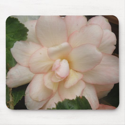 Tapis De Souris Mousepad à fleur de Begonia blanche (Devant)