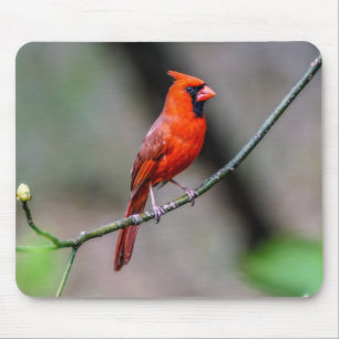 Tapis De Souris Mousepad cardinal