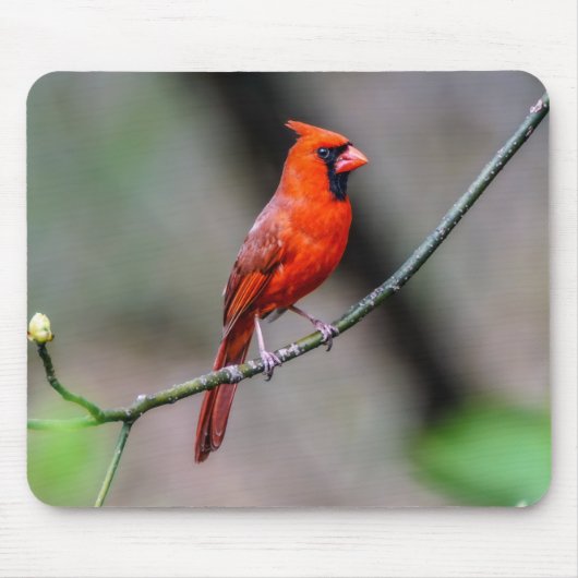 Tapis De Souris Mousepad cardinal (Devant)