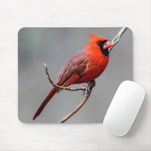 Tapis De Souris Mousepad cardinal (Avec souris)