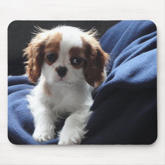 Tapis De Souris Mousepad cavalier de chiot du Roi Charles (Devant)