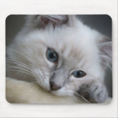 Tapis De Souris mousepad de chaton de ragdoll (Devant)