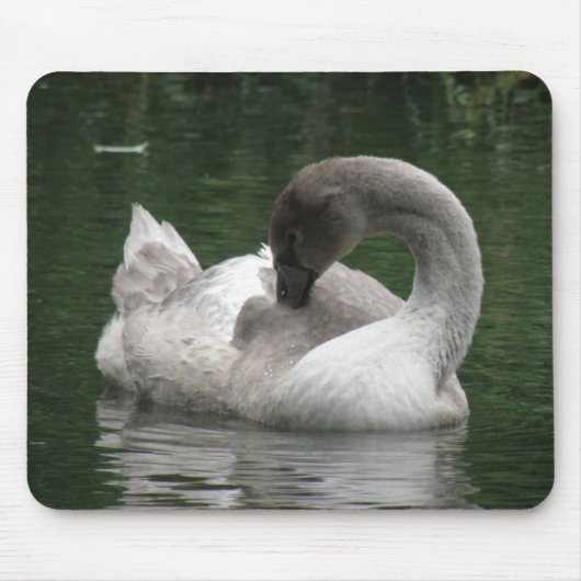 Tapis De Souris Mousepad de cygne endormi (Devant)