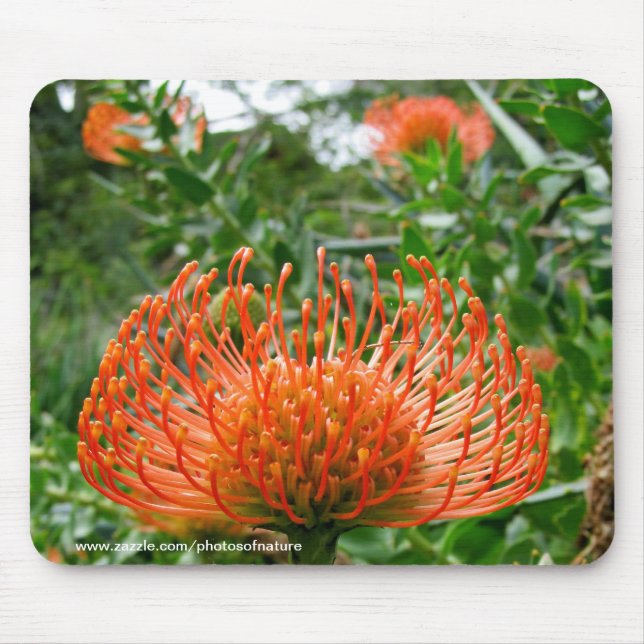 Tapis De Souris Mousepad - Fleur de coussin à épingle de Protea (Devant)