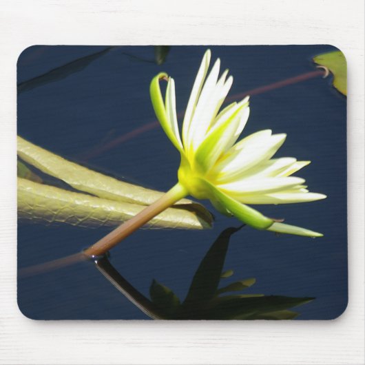 Tapis De Souris mousepad nénuphar blanc (Devant)