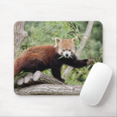 Tapis De Souris Mousepad.Panda rouge photo. Panda roux. les animau (Avec souris)