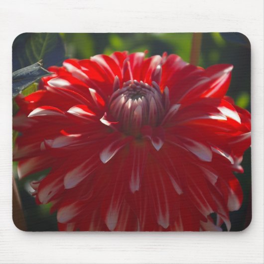 Tapis De Souris Mousepad rouge de fleur (Devant)