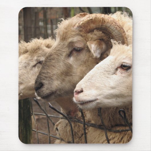 Tapis De Souris mouton (Devant)