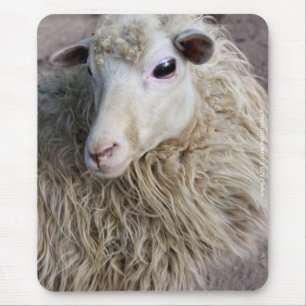 Tapis De Souris Mouton drôle