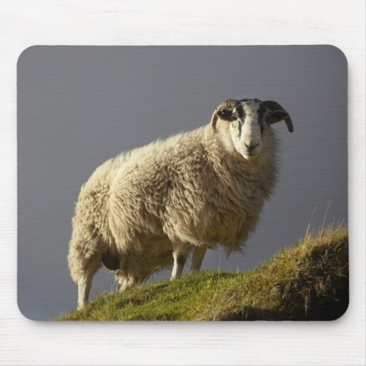 Tapis De Souris Moutons, péninsule de Trotternish, île de Skye, (Devant)