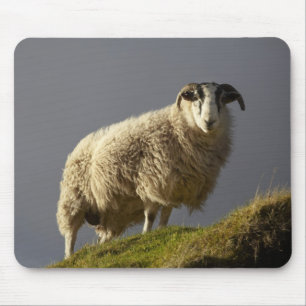 Tapis De Souris Moutons, presqu'île de Trotternish, île de Skye,