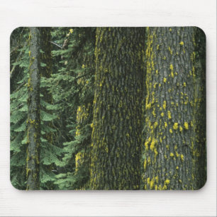 Tapis De Souris Mt. Ashland, forêt nationale de Rogue River,