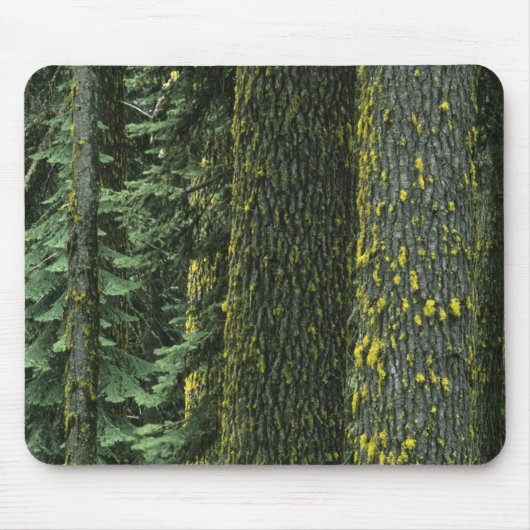 Tapis De Souris Mt. Ashland, Forêt nationale Rogue, (Devant)