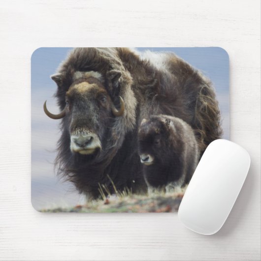 Tapis De Souris Musk Ox with Calf (Avec souris)