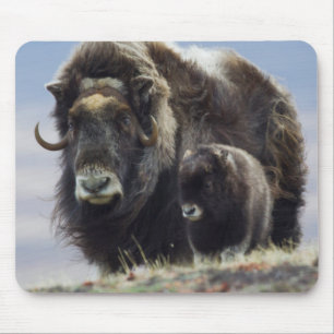 Tapis De Souris Musk Ox with Calf