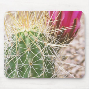 Tapis De Souris N.A., États-Unis, AZ, Phoenix, Jardin botanique du