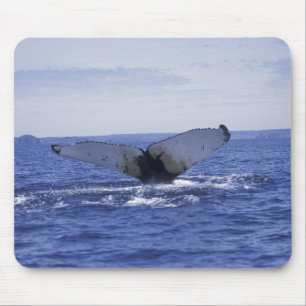 Tapis De Souris NA, Canada, Terre-Neuve, baie de Trinity. Bossu