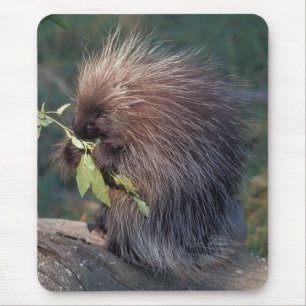 Tapis De Souris NA, États-Unis, Alaska, Porcupine captif