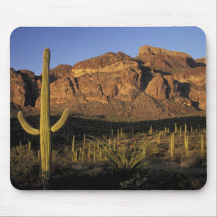 Tapis De Souris NA, États-Unis, Arizona. Organ Pipe Cactus Nationa