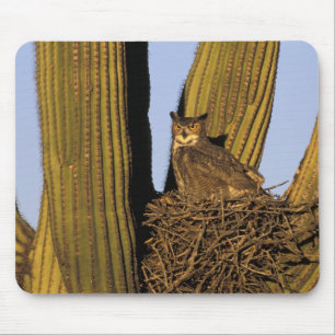 Tapis De Souris NA, États-Unis, Arizona, Tucson. Grand-duc d'Améri