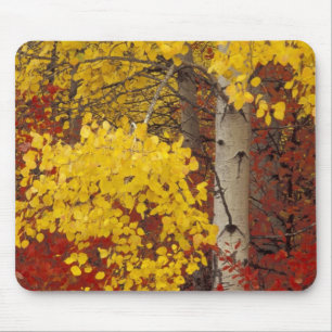 Tapis De Souris NA, États-Unis, Washington, Wenatchee National For