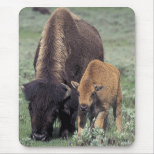 Tapis De Souris NA, États-Unis, Wyoming, Parc national de Yellowst