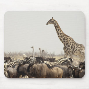 Tapis De Souris Namibie, parc national d'Etosha. Une girafe solita