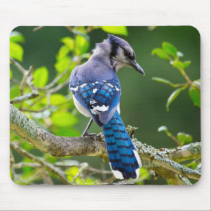 Tapis De Souris Nature Photographie Shy Blue Jay Vêtements Cadeaux